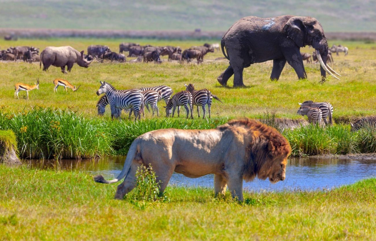 Serengeti_002.jpg