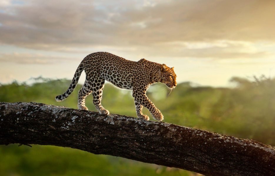 Serengeti_006.jpg